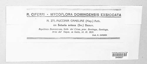 Puccinia cameliae image